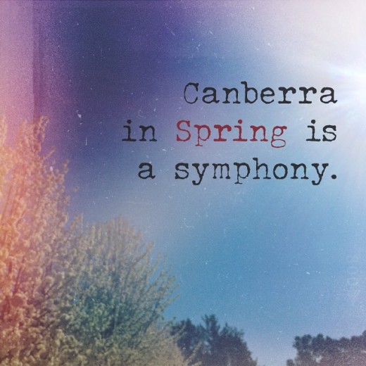 canberra is a symphony in spring